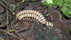 Nyssodesmus python
