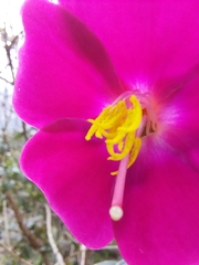 Andesanthus lepidotus