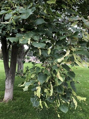 Tilia americana