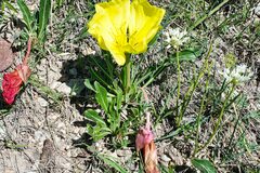 Oenothera howardii