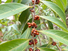 Glochidion hohenackeri