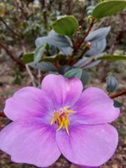 Andesanthus lepidotus