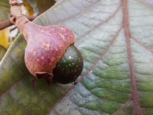 Nectandra laurel