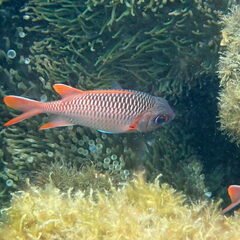 Myripristis violacea