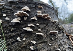 Schizophyllum