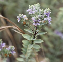 Veronica pimeleoides
