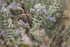 Veronica pimeleoides