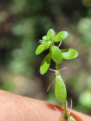 Callitriche cophocarpa