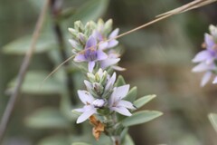 Veronica pimeleoides