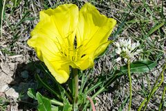 Oenothera howardii