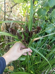 Cyperus ustulatus