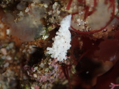 Aegires albopunctatus