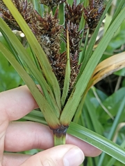 Cyperus ustulatus
