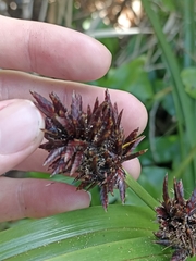 Cyperus ustulatus
