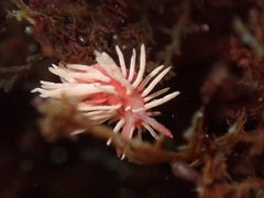 Okenia rosacea