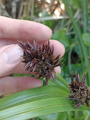 Cyperus ustulatus