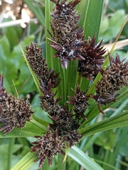 Cyperus ustulatus