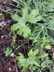 Petasites frigidus