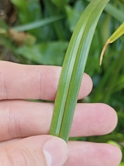 Cyperus ustulatus