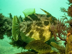 Scobinichthys granulatus