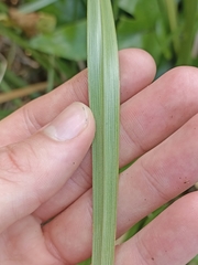 Cyperus ustulatus