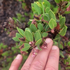Arctostaphylos montereyensis