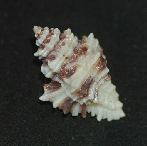 Murexiella vittata, 2022-12-27