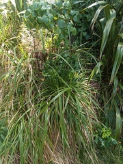 Cyperus ustulatus