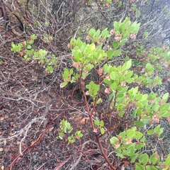 Arctostaphylos montereyensis