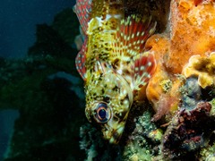 Bovichtus angustifrons