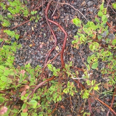 Arctostaphylos montereyensis