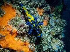 Tambja verconis