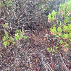 Arctostaphylos montereyensis