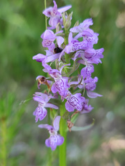 Dactylorhiza majalis baltica