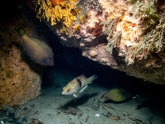 Notolabrus tetricus