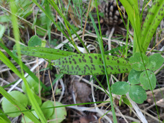 Dactylorhiza majalis baltica