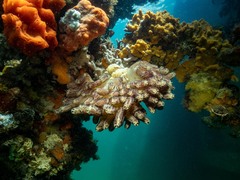 Botrylloides magnicoecus