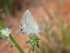 Theclinesthes miskini