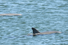 Tursiops truncatus