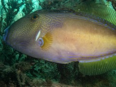 Meuschenia freycineti