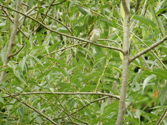 Phyllomyias sclateri