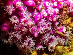 Corynactis australis