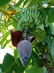 Musa