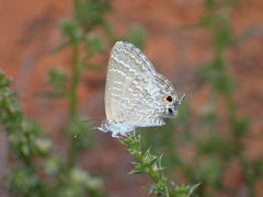 Theclinesthes miskini