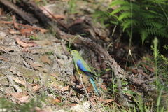 Neophema chrysostoma