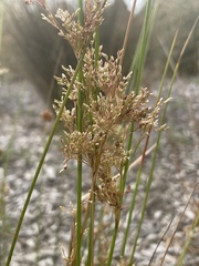 Juncus pallidus