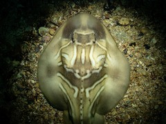 Trygonorrhina dumerilii