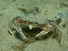 Ovalipes australiensis