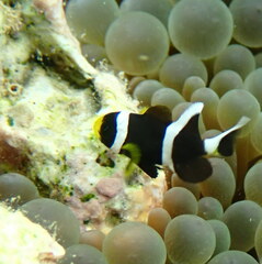 Amphiprion akindynos