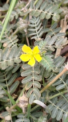 Tribulus taiwanense